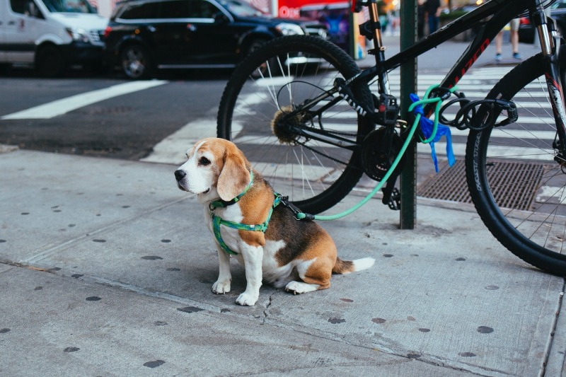 bicycle and dog