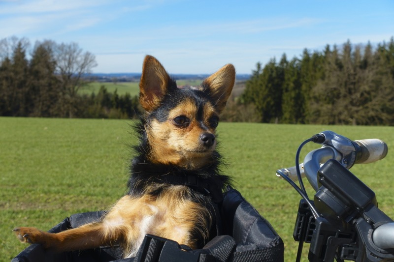dog in bike basket