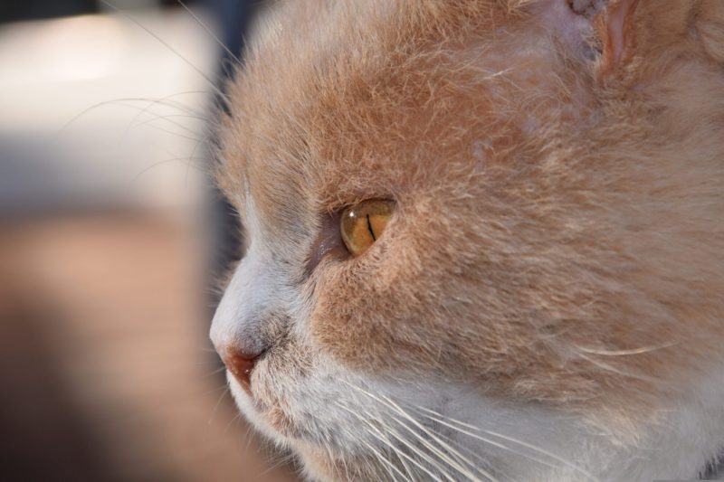 grumpy cat face close