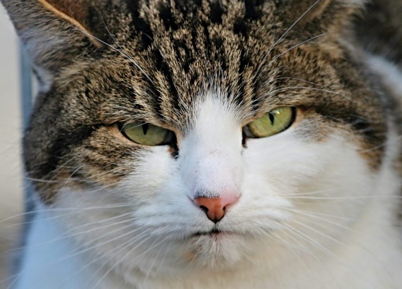 cat face close