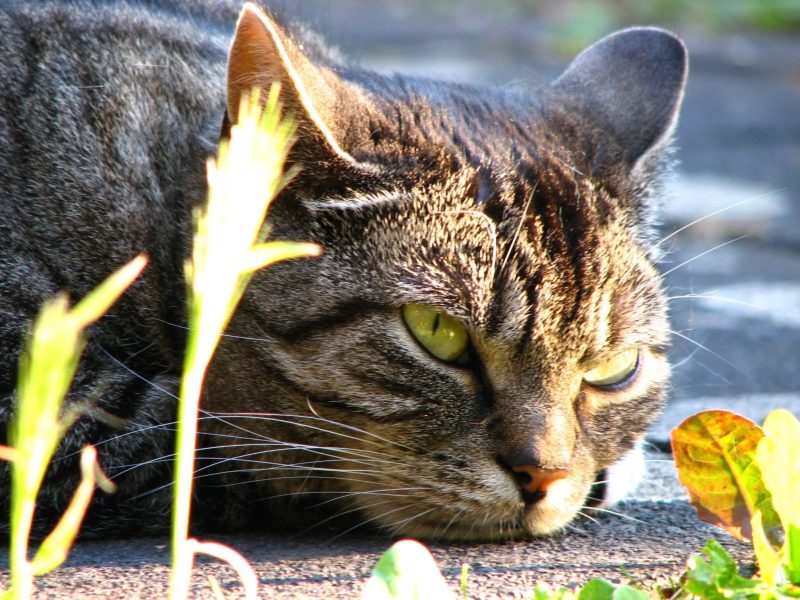 cat face close