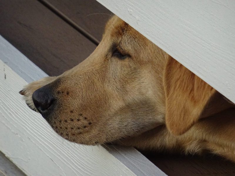 face of retriever looking thru fence