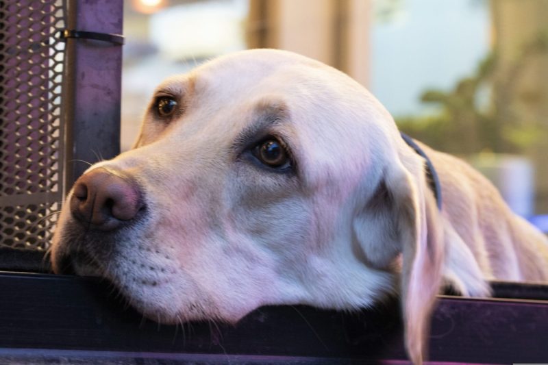 retreiver dog