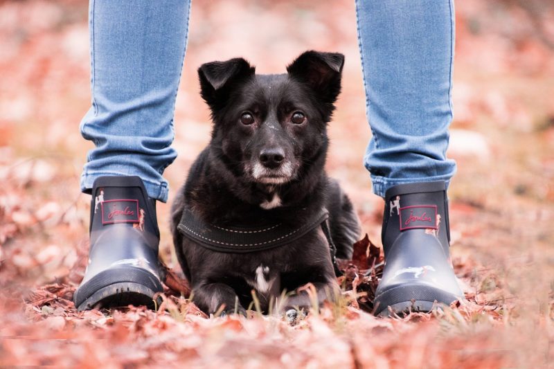 black dog between a woman's boots