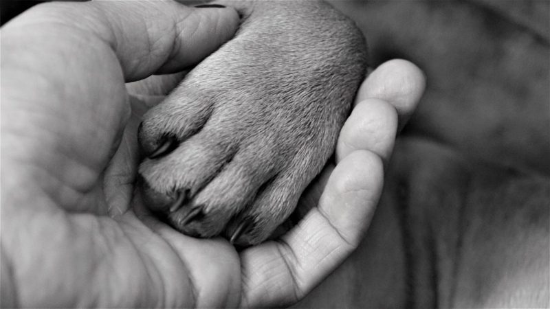 human hand holding dog paw lovely slideshow divorce ryan fahlen