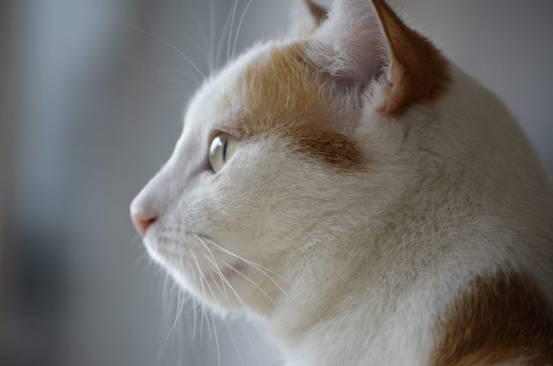 cat profile val