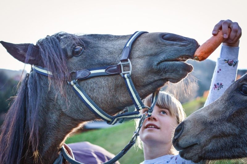 teenager feeding carrot to horses mccarthy watts