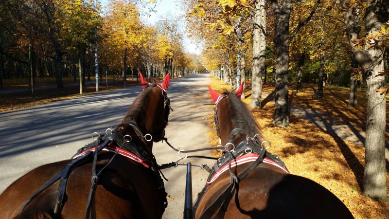 view of two horses pulling a carriage