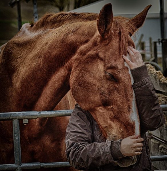 woman and horse